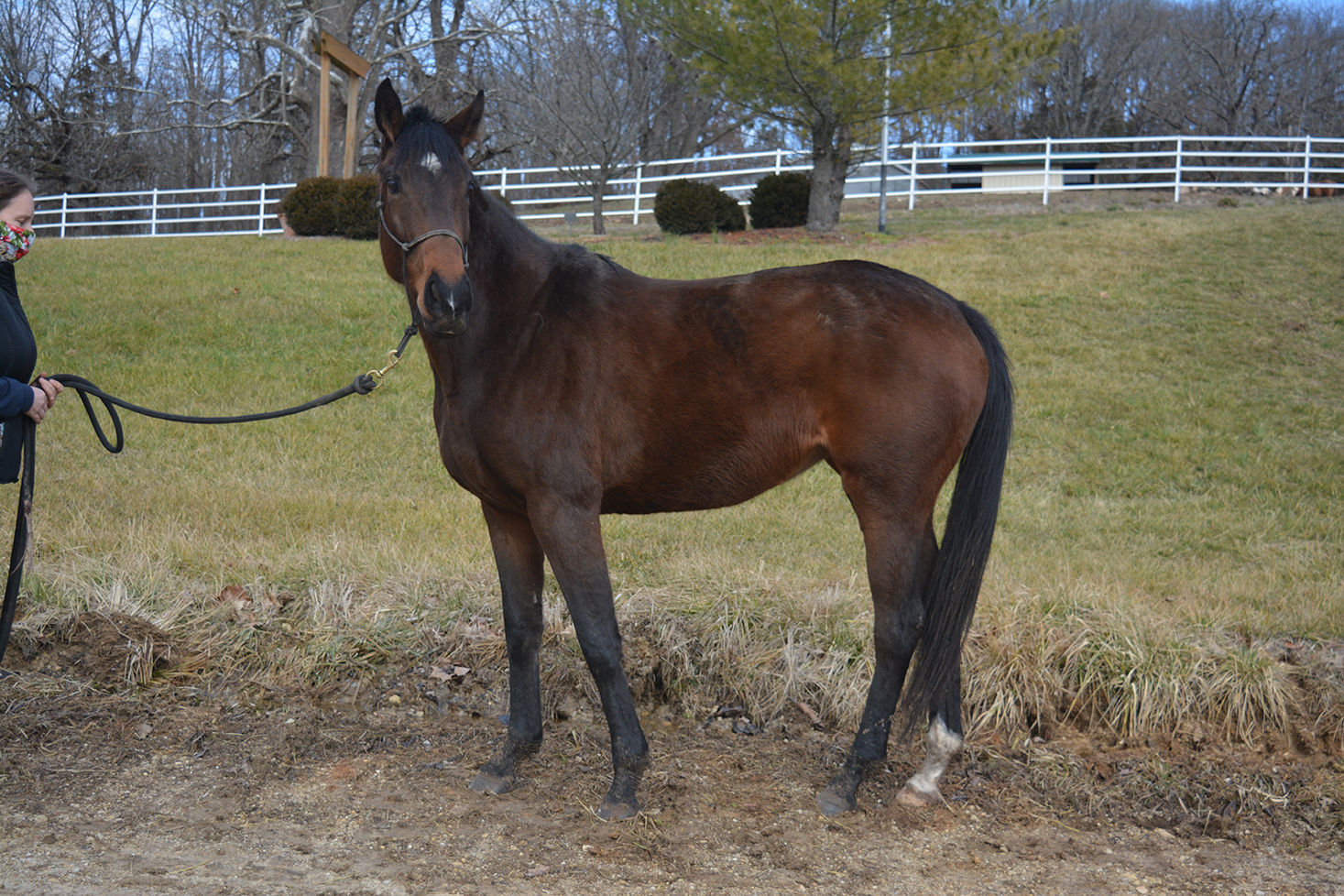 Last week's pet, still available: Juno